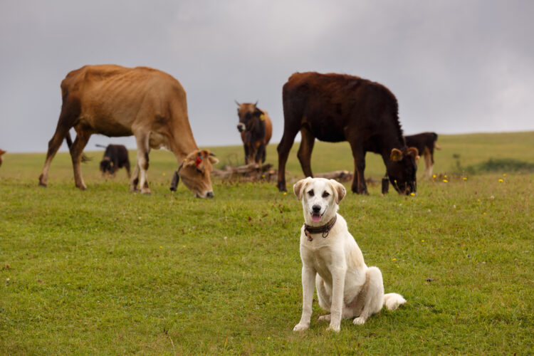Why I'm Raising Organic Meat Chickens, Pigs, and Cattle